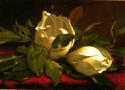 Martin Johnson Heade Magnolia hgh oil on canvas